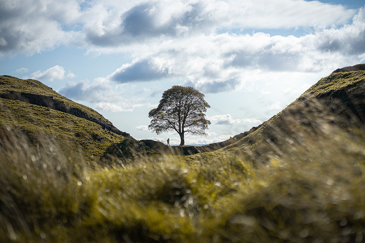 Sycamore Gap tree: Is it the best symbol of hope?